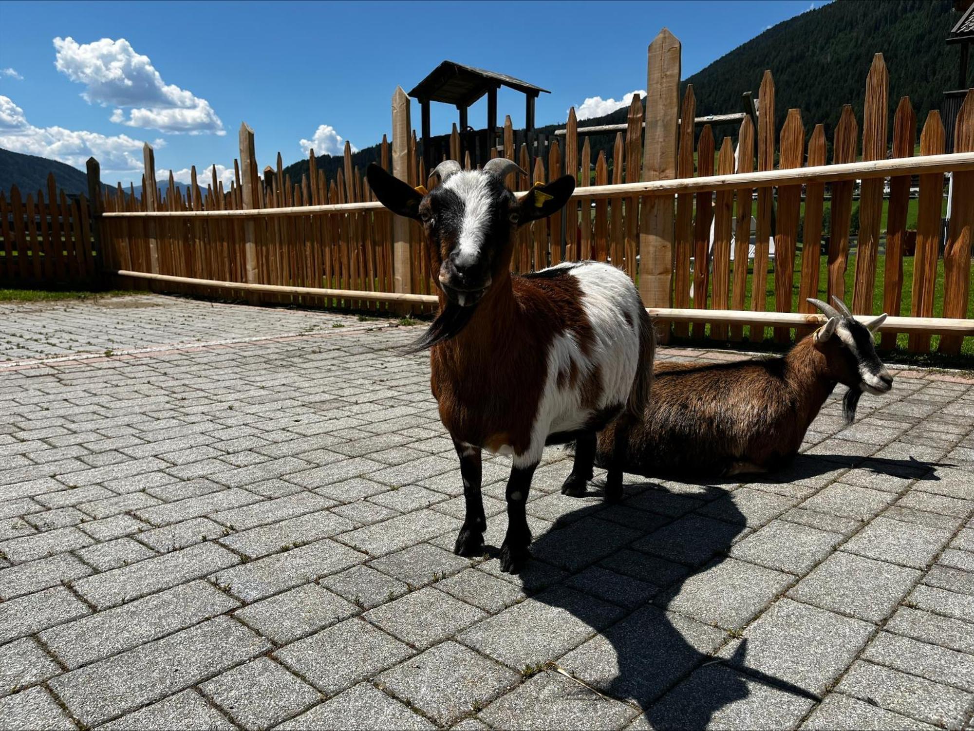 Апартаменты Pichlerhof Planca di Sopra Экстерьер фото